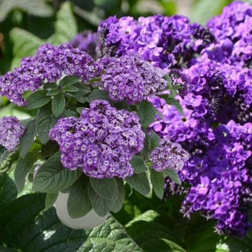 Heliotropium arborescens 'Nautilus® Power Blue' - Harilik heliotroop 'Nautilus® Power Blue' P9/0,55L